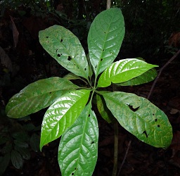 Leaves of Pavetta wallichiana photo